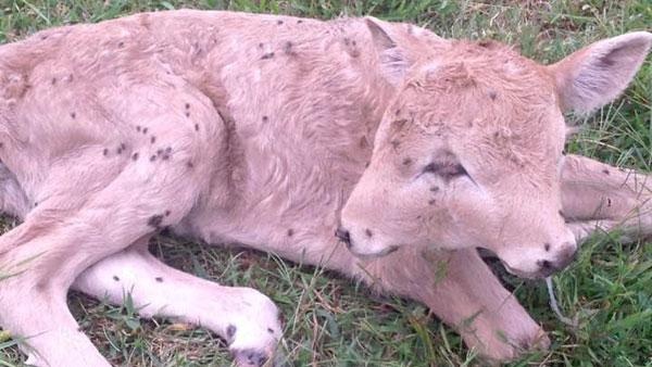 Calf born